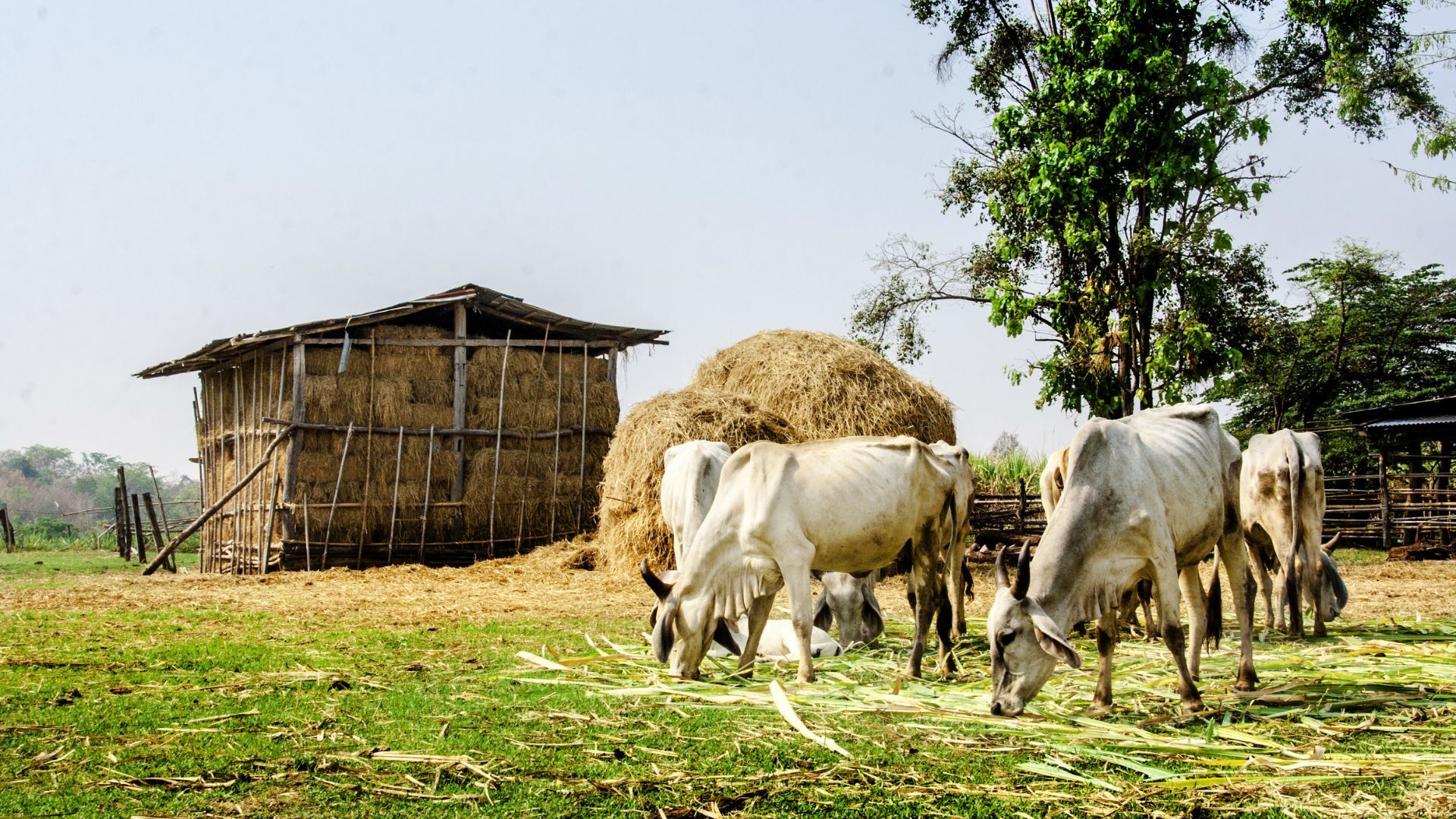 TH Landwirtschaft20